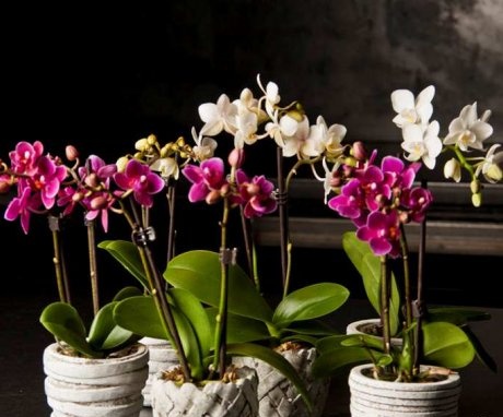Soiuri de orhidee Phalaenopsis