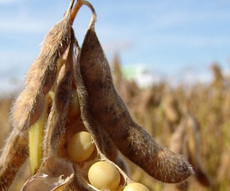 Soybean characteristic