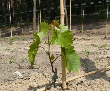 Planting grapes Ilya