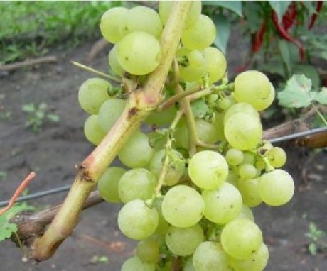 Description of the grape variety Tukay