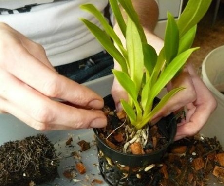 Orchid care at home