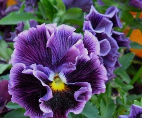 Viola fajták és fajták