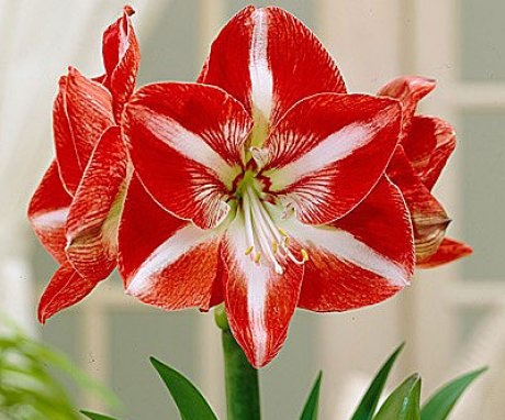 Popis květu amaryllis