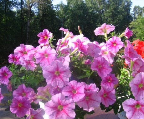 General information about petunias