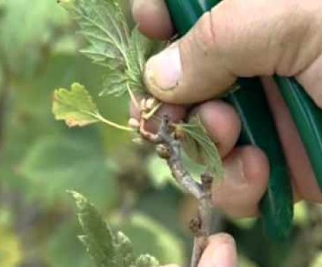Currant pruning