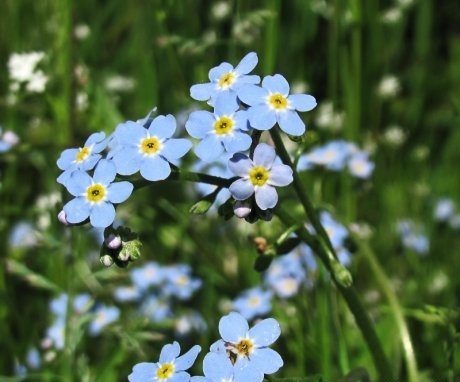 Forget-me-not legend