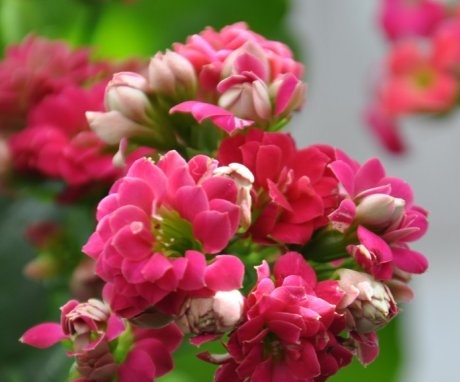 Features of Kalanchoe care