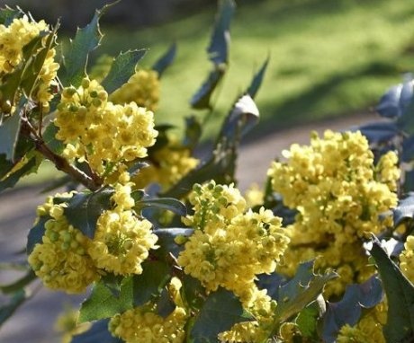 What did the holly gardeners like Mahonia holly?