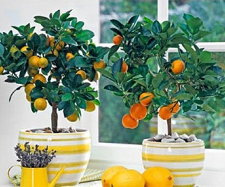 Îngrijirea copacilor mandarini