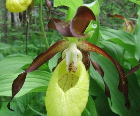 Az orchidea hölgy papucsának jellemzői