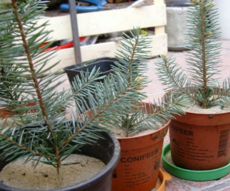 Growing spruce from a branch