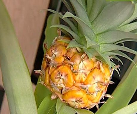 Description of indoor pineapple