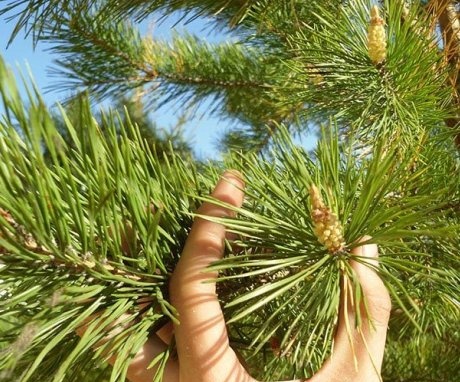 Selects a branch of pine to grow