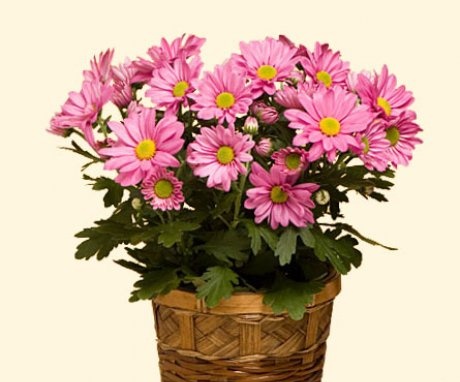 Conditions for growing domestic chrysanthemums