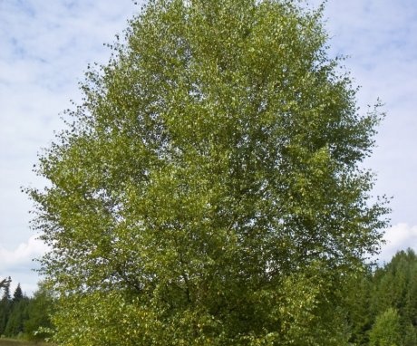 Description of birch as a species