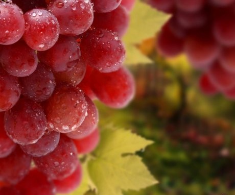 Savjeti za početnike vinogradare