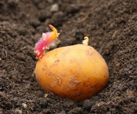 What you need to know about planting potatoes?