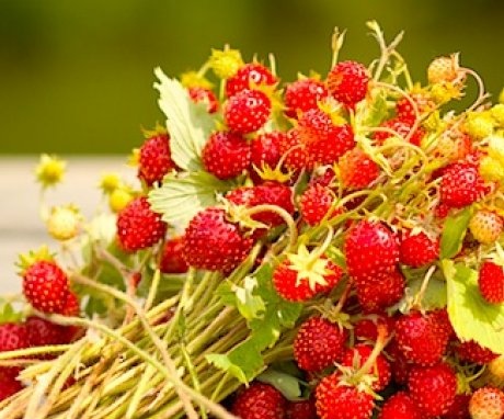 Where to get strawberry seeds?