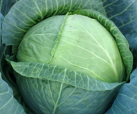 Features of the atria cabbage variety