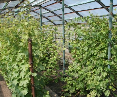 Rules for the care of greenhouse grapes