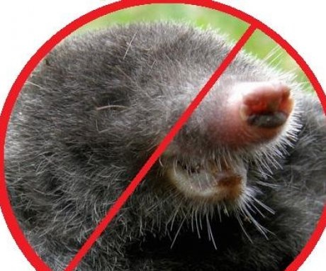 Prevention against moles