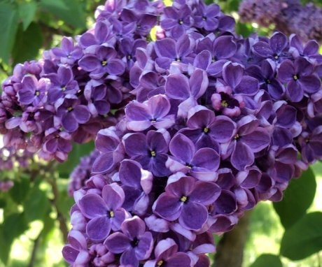 Features of the structure of lilac