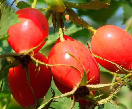 Description of rose hips and composition of fruits