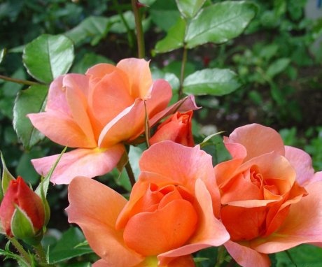 A polyanthus rózsa szerkezetének jellemzői