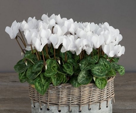 Popular types of cyclamen for growing