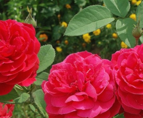 Najbolje sorte ruža za uspješan uzgoj