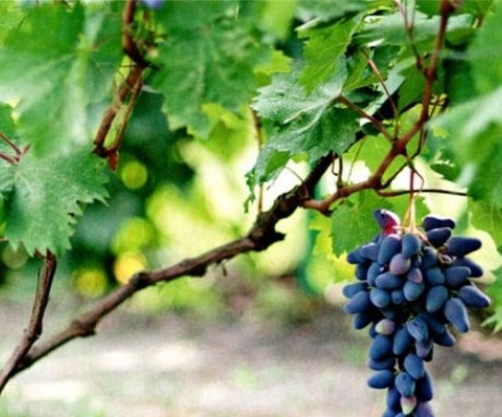 The best place to grow grapes