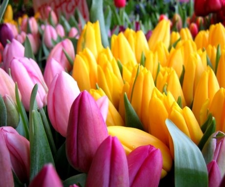 A tulipánok a kert legjobb fajtái