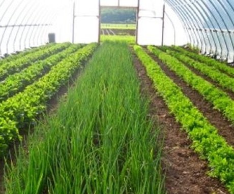 فوائد زراعة المساحات الخضراء في الدفيئة