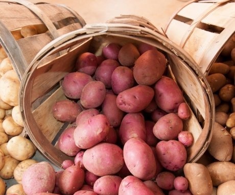 General classification of potato varieties
