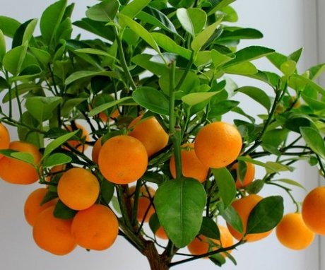 Îngrijirea mandarinei