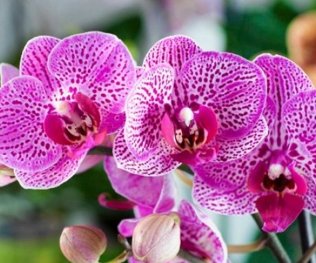 Types and varieties of orchids for home breeding