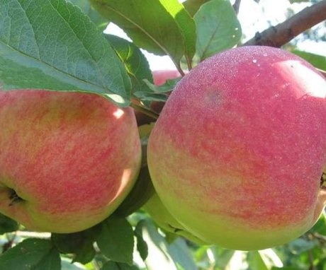فوائد تقليم شجرة التفاح