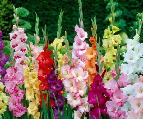 Types of gladioli and their best varieties