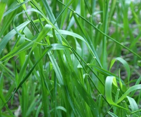 Podmínky pro pěstování pšeničné trávy