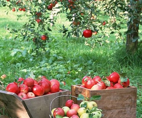 أنواع وأوصاف أفضل أنواع أشجار التفاح للزراعة