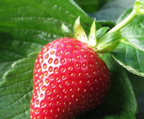 Strawberry Care Tips