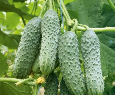 External characteristics of the cucumber hybrid