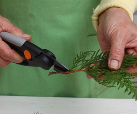 Propagation of conifers by cuttings