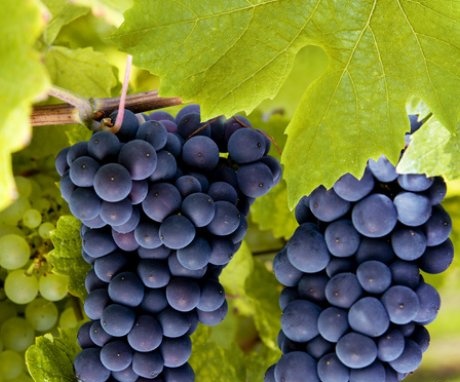 A legjobb szőlőfajták kiválasztása a termesztéshez