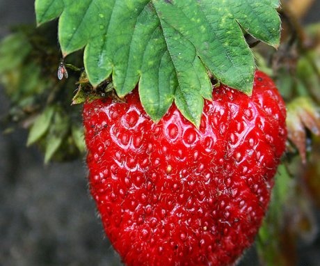Description of the strawberry variety