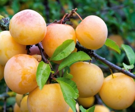 Characteristic features of the "Yakhontova" plum