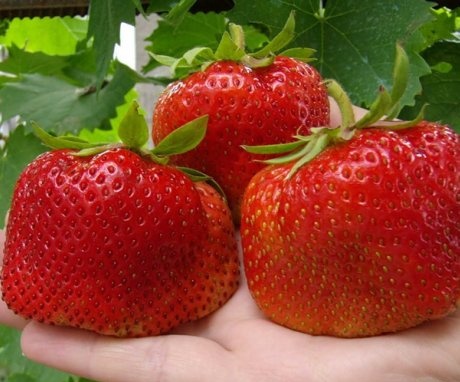 Bagged strawberry varieties