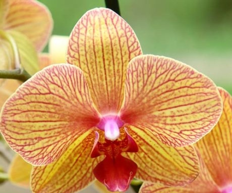 Tips for choosing and caring for an orchid