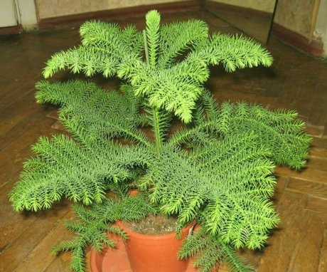 Conditions for growing araucaria at home