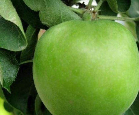 Letní odrůdy zelených jablek